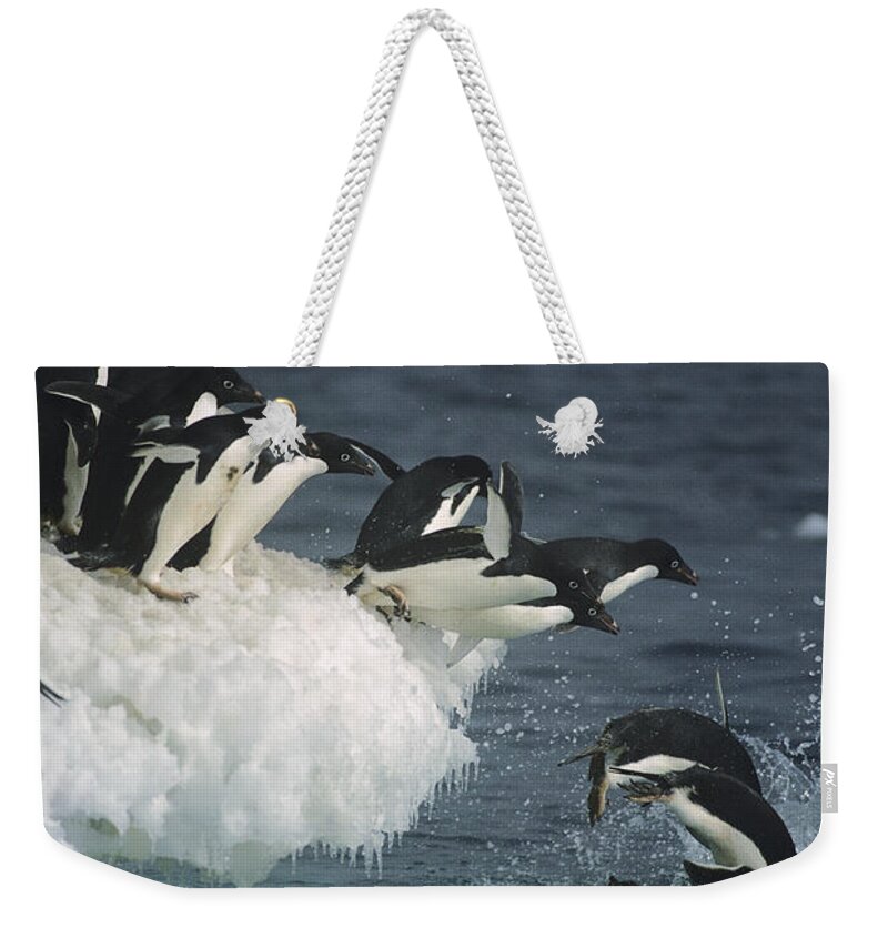 Feb0514 Weekender Tote Bag featuring the photograph Adelie Penguins Leaping Off Ice Ross #1 by Tui De Roy