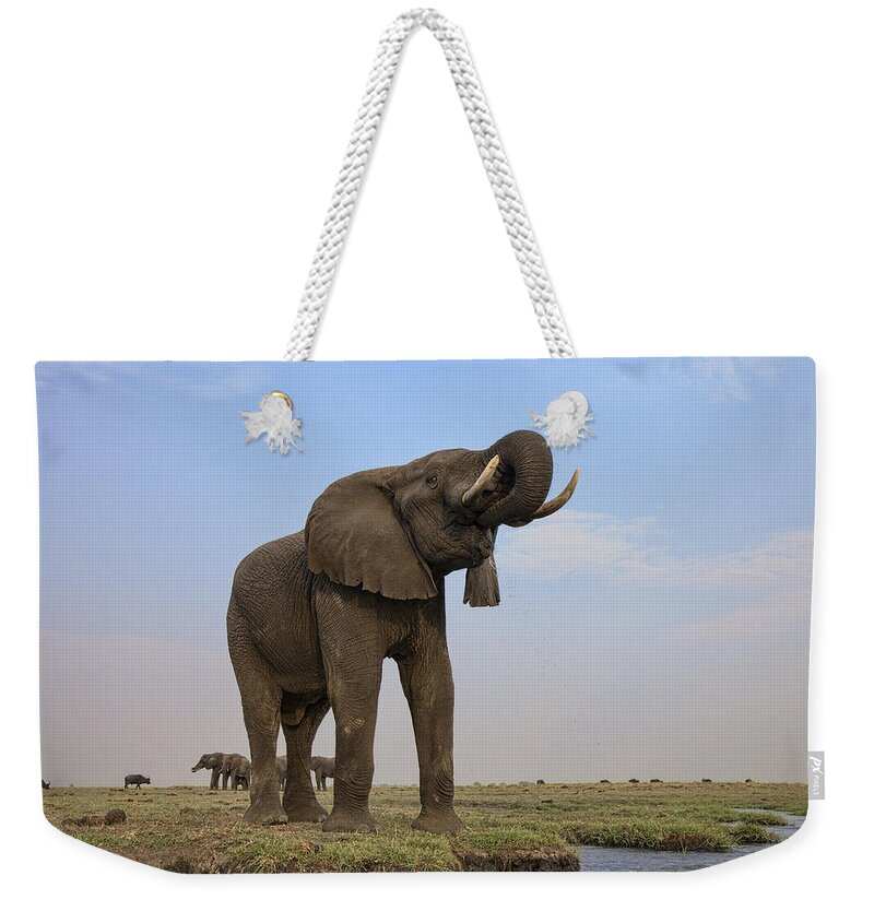 Vincent Grafhorst Weekender Tote Bag featuring the photograph African Elephant Drinking Chobe River #2 by Vincent Grafhorst