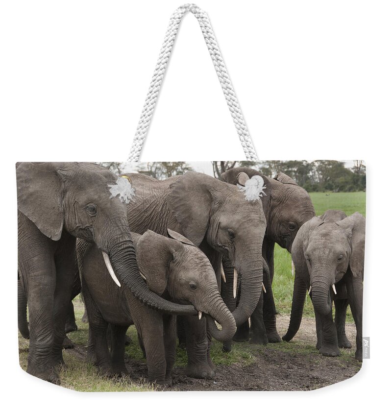 Feb0514 Weekender Tote Bag featuring the photograph African Elephant Herd Grazing Kenya #1 by Tui De Roy