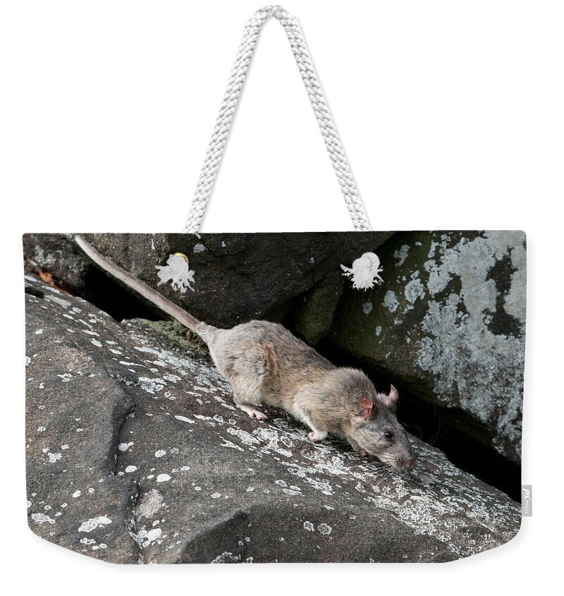 Allegheny Woodrat Weekender Tote Bag featuring the photograph Allegheny Woodrat Neotoma Magister #1 by David Kenny