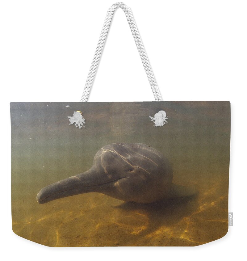 Feb0514 Weekender Tote Bag featuring the photograph Amazon River Dolphin Portrait Brazil #1 by Flip Nicklin