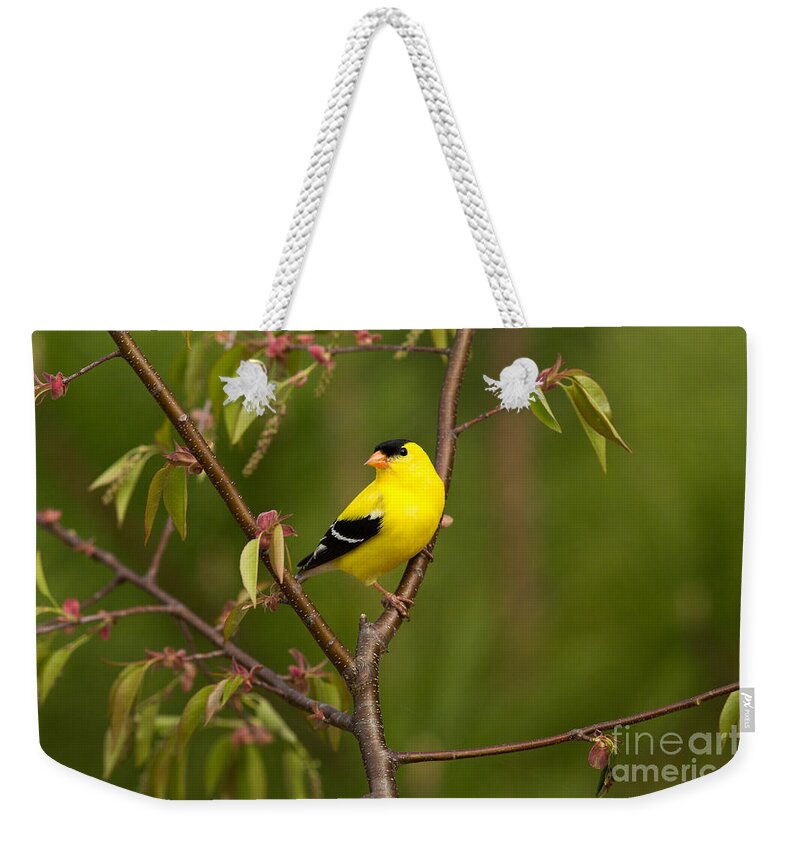 American Goldfinch Weekender Tote Bag featuring the photograph American Goldfinch Carduelis Tristis #1 by Linda Freshwaters Arndt