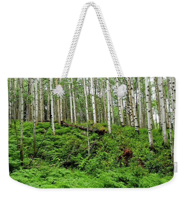 Tranquility Weekender Tote Bag featuring the photograph Aspen Trees And Ferns In Mountain #1 by David Epperson