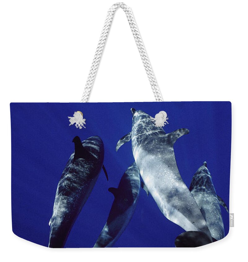 Feb0514 Weekender Tote Bag featuring the photograph Atlantic Spotted Dolphin Adults #1 by Flip Nicklin