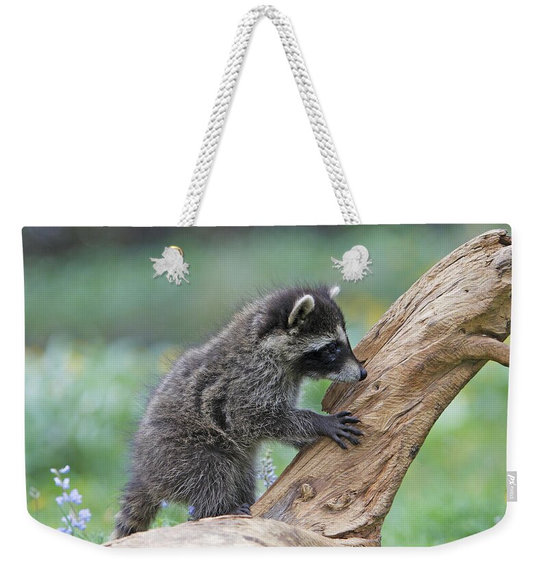 Raccoon Weekender Tote Bag featuring the photograph Baby Raccoon #1 by M. Watson