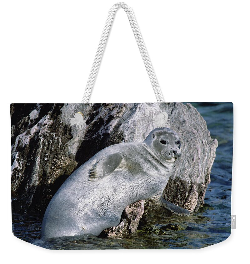 Feb0514 Weekender Tote Bag featuring the photograph Baikal Seal Lake Baikal Russia by Konrad Wothe