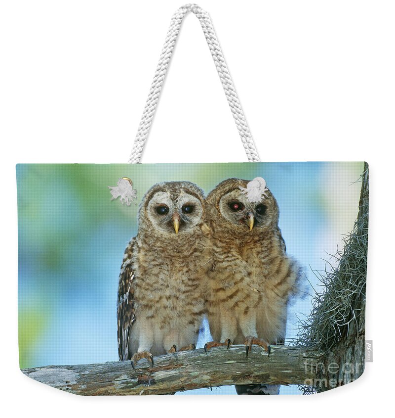 Animal Weekender Tote Bag featuring the photograph Barred Owl Chicks #1 by John Eastcott and Yva Momatiuk