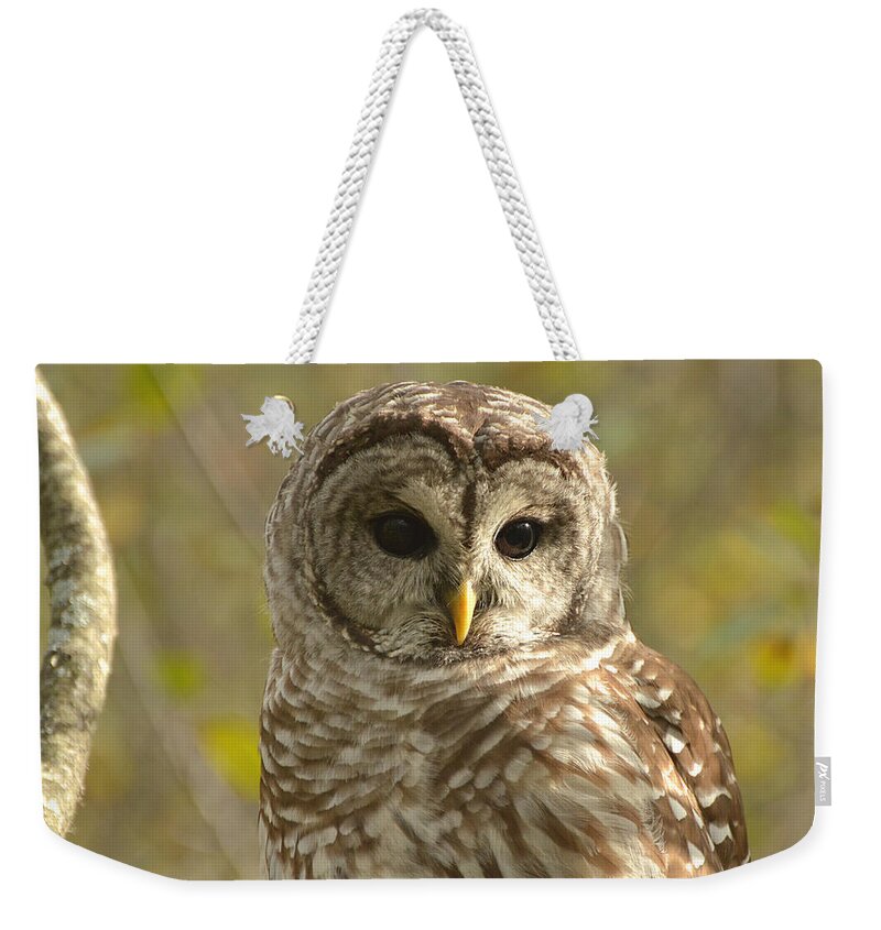 Barred Owl Weekender Tote Bag featuring the photograph Barred Owl #1 by Nancy Landry
