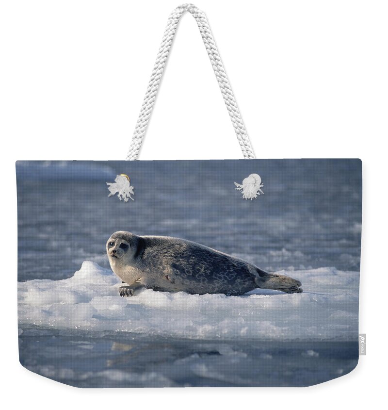 Feb0514 Weekender Tote Bag featuring the photograph Bearded Seal On Ice Floe Norway #1 by Flip Nicklin