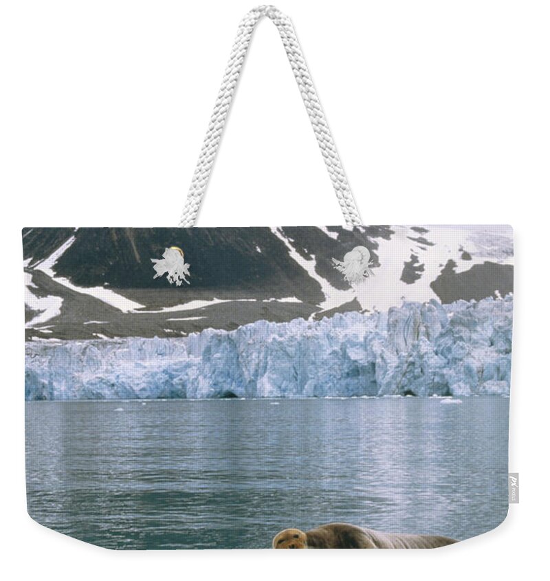 Feb0514 Weekender Tote Bag featuring the photograph Bearded Seal On Ice Floe Svalbard #1 by Tui De Roy