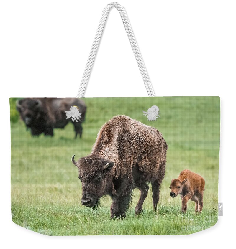 Al Andersen Weekender Tote Bag featuring the photograph Bison And Calf #1 by Al Andersen
