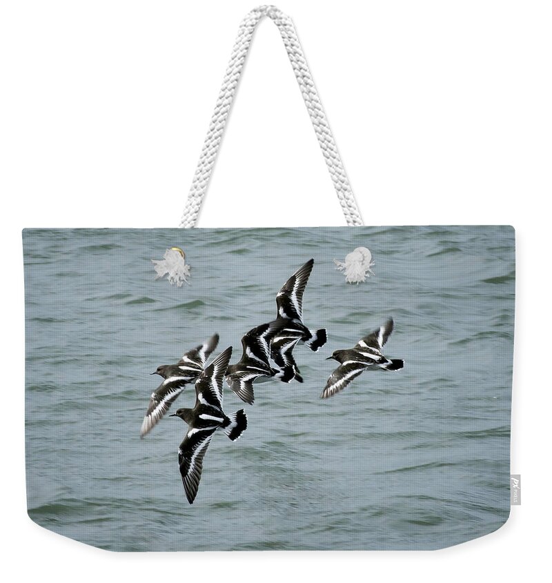 Turnstones Weekender Tote Bag featuring the photograph Black Turnstones #1 by Betty Depee