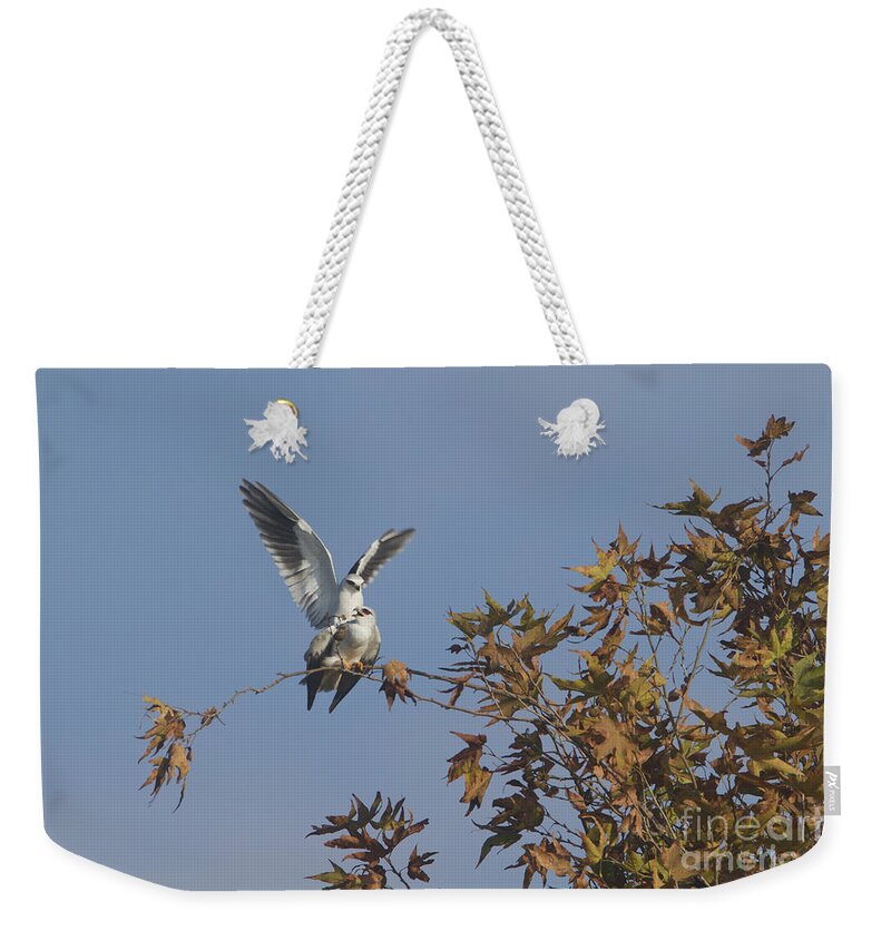 Animal Family Weekender Tote Bag featuring the photograph Black-winged Kite Elanus caeruleus #1 by Eyal Bartov