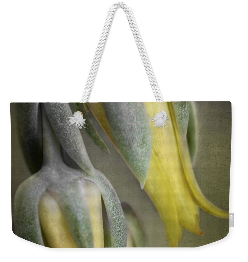 Bloom Weekender Tote Bag featuring the photograph Blooming Cacti #1 by David and Carol Kelly