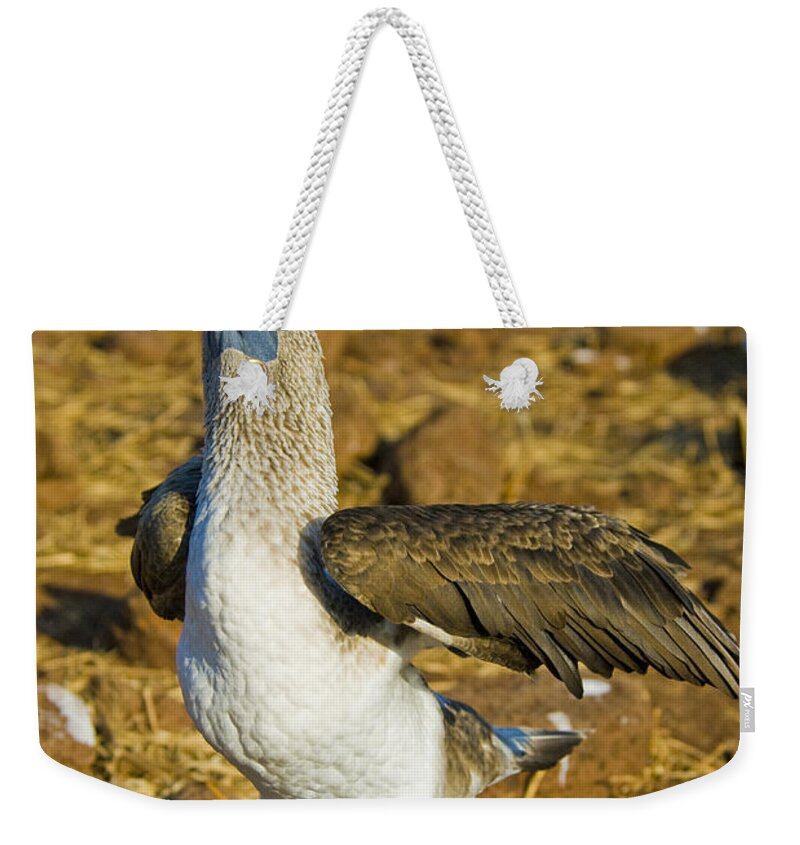 Blue-footed Booby Weekender Tote Bag featuring the photograph Blue-footed Booby Courtship Behavior #1 by William H. Mullins