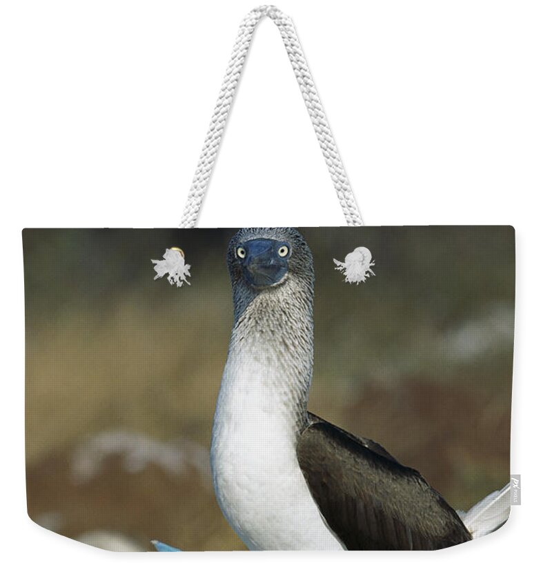 Feb0514 Weekender Tote Bag featuring the photograph Blue-footed Booby Courtship Dance #1 by Tui De Roy