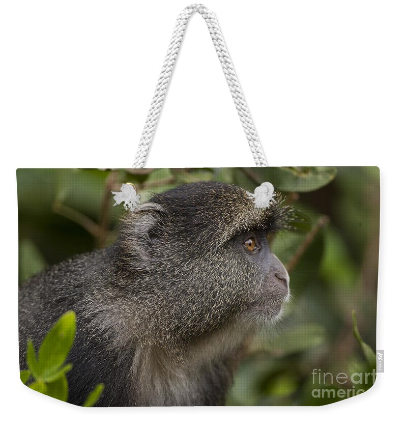 Blue Weekender Tote Bag featuring the photograph Blue monkey Cercopithecus mitis #1 by Eyal Bartov