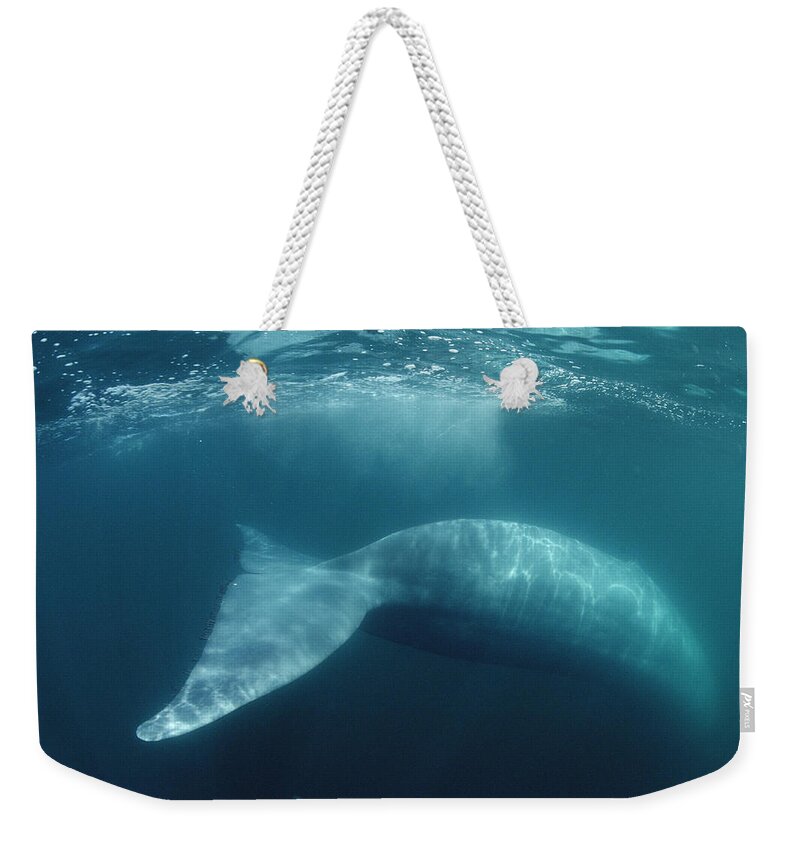 Feb0514 Weekender Tote Bag featuring the photograph Blue Whale Sea Of Cortez Mexico #1 by Flip Nicklin