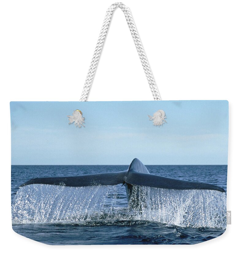 Feb0514 Weekender Tote Bag featuring the photograph Blue Whale Tail Sea Of Cortez #1 by Mark Jones