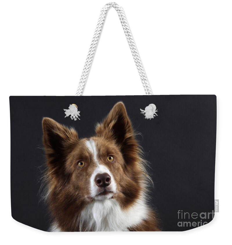 Border Collie Weekender Tote Bag featuring the photograph Border Collie Dog #1 by Christine Steimer