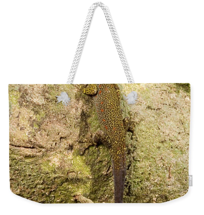 Peru Weekender Tote Bag featuring the photograph Bridled Day Gecko #1 by Gregory G. Dimijian, M.D.