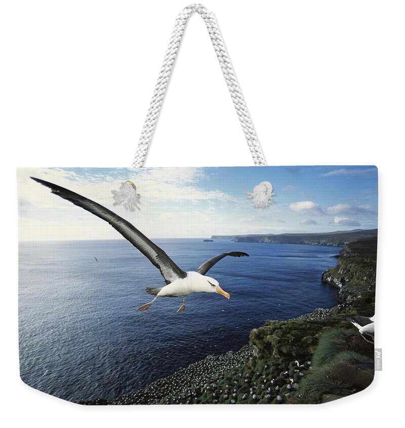 Feb0514 Weekender Tote Bag featuring the photograph Campbell Albatross Coming In To Land #1 by Tui De Roy