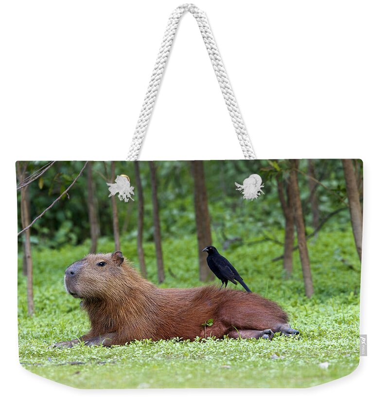 Capybara Weekender Tote Bag featuring the photograph Capybara #1 by M. Watson