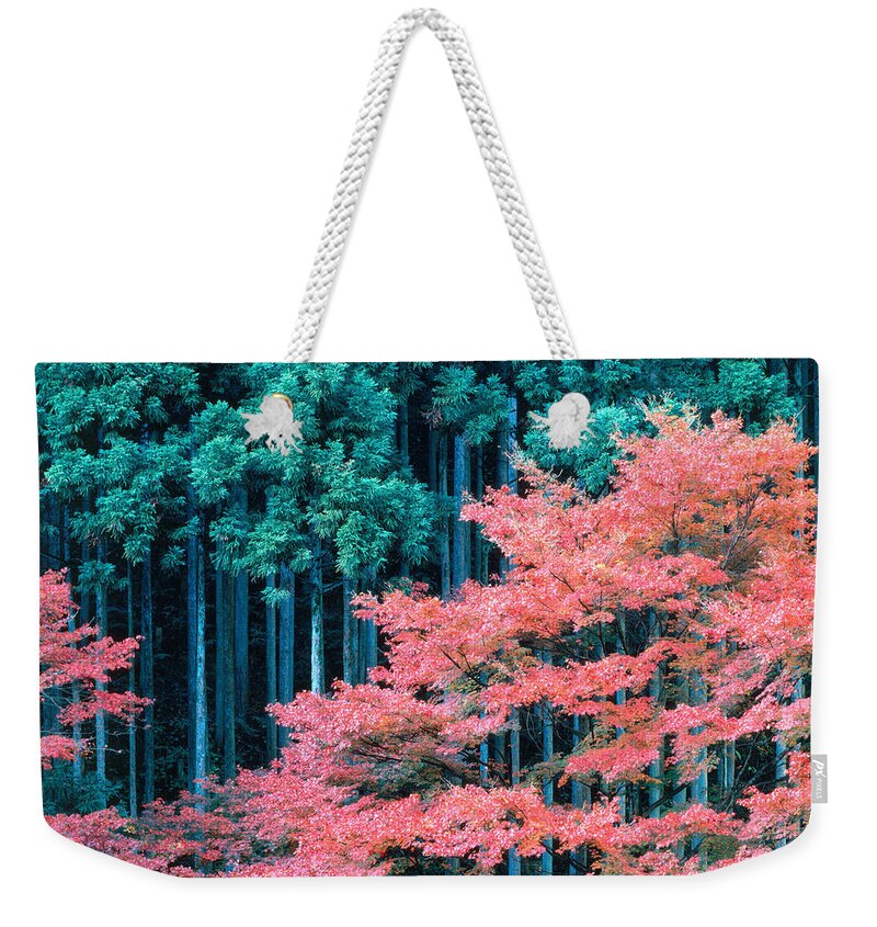 Kitayama-sugi Weekender Tote Bag featuring the photograph Cedar Forest Japan #1 by Tomomi Saito