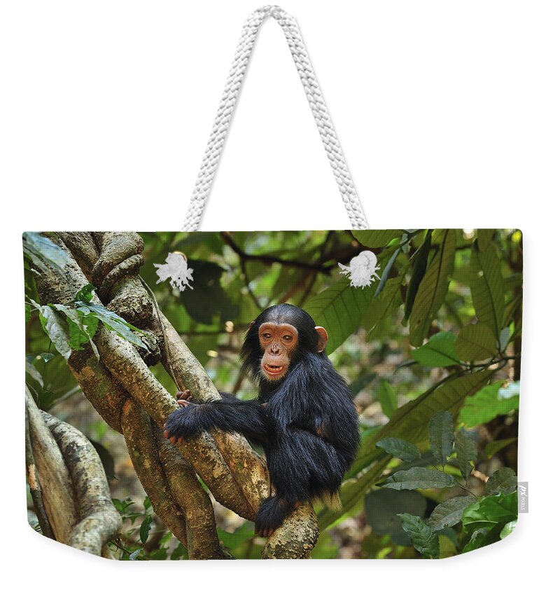 Thomas Marent Weekender Tote Bag featuring the photograph Chimpanzee Baby On Liana Gombe Stream #1 by Thomas Marent