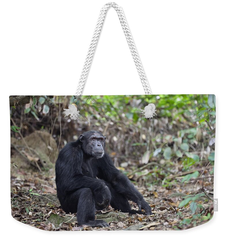 Feb0514 Weekender Tote Bag featuring the photograph Chimpanzee Male Tanzania #1 by Konrad Wothe