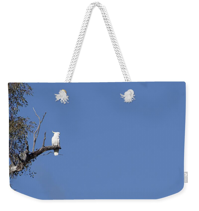 Australia Weekender Tote Bag featuring the photograph Cockatoo - Australia by Steven Ralser