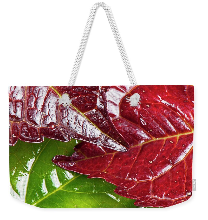 North Rhine Westphalia Weekender Tote Bag featuring the photograph Colorful Leaf #1 by Georg Hanf