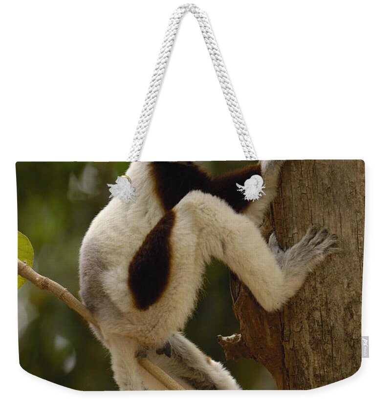 Feb0514 Weekender Tote Bag featuring the photograph Coquerels Sifaka Madagascar #1 by Pete Oxford