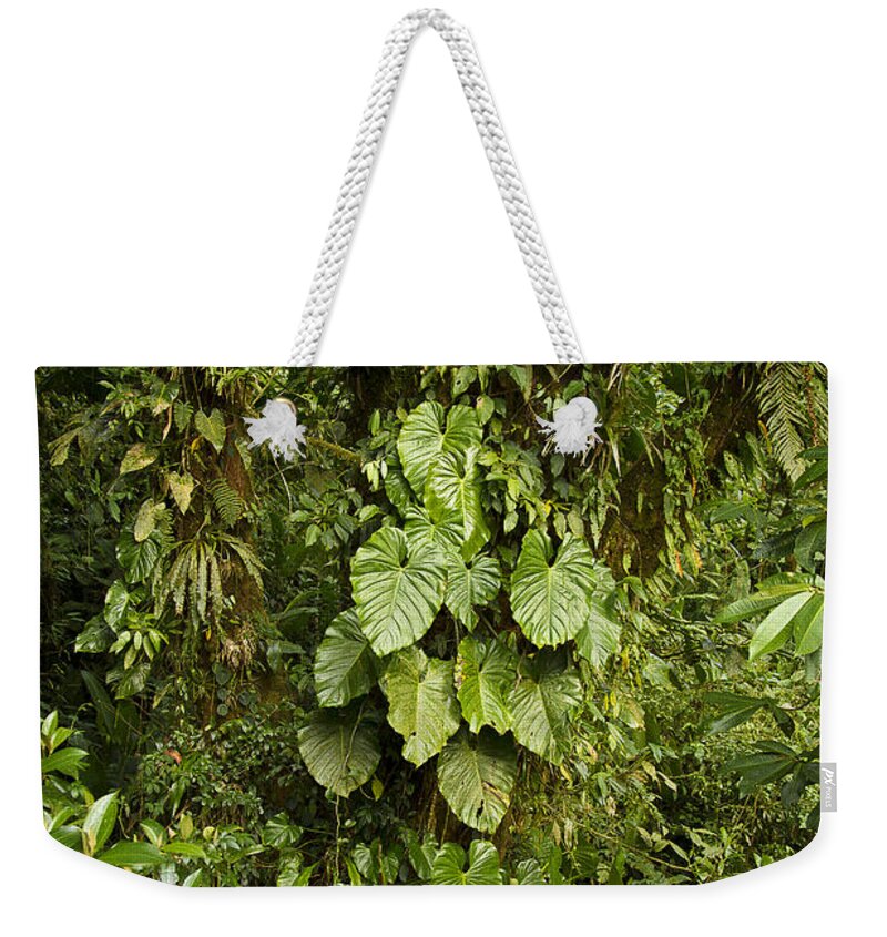 Costa Rica Weekender Tote Bag featuring the photograph Costa Rica Rain Forest #1 by Carrie Cranwill