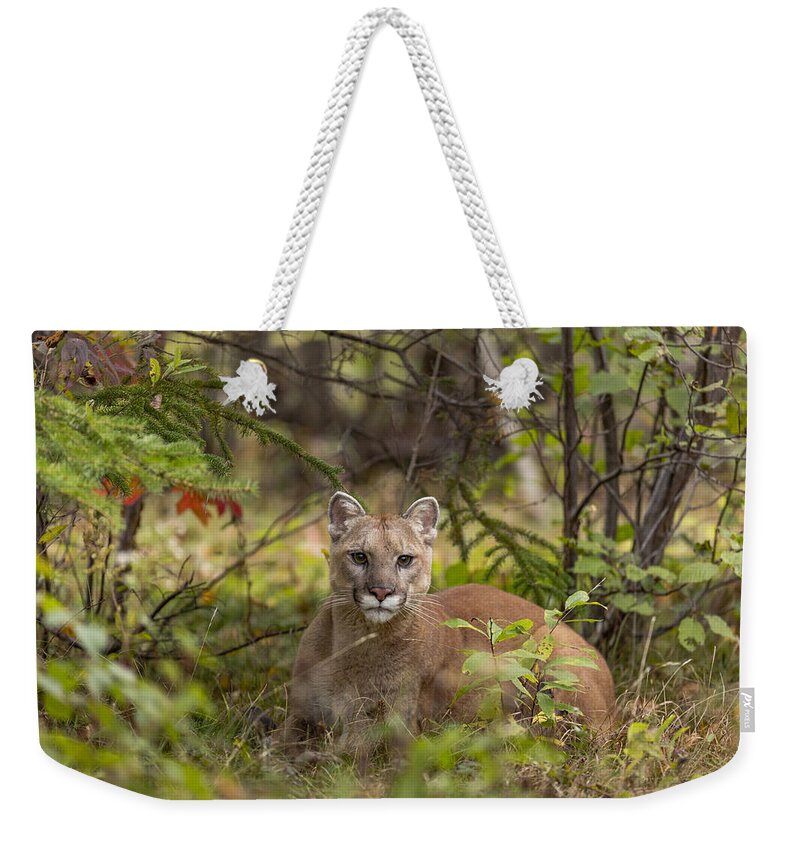 Alert Weekender Tote Bag featuring the photograph Cougar #1 by Linda Arndt