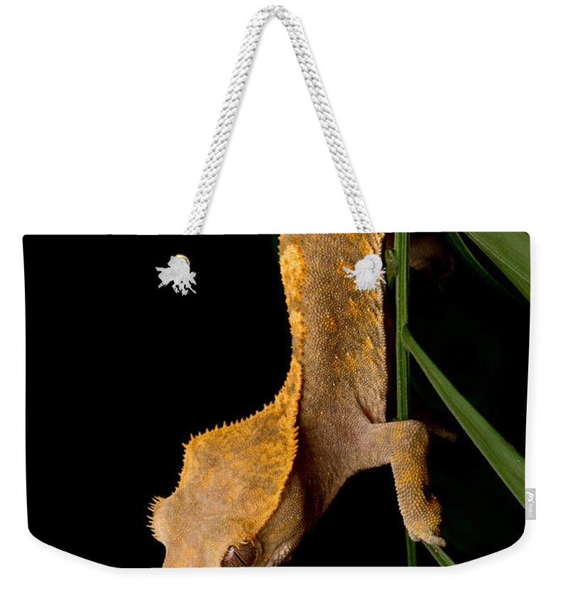 New Caledonian Crested Gecko Weekender Tote Bag featuring the photograph Crested Gecko Rhacodactylus Ciliatus #1 by David Kenny