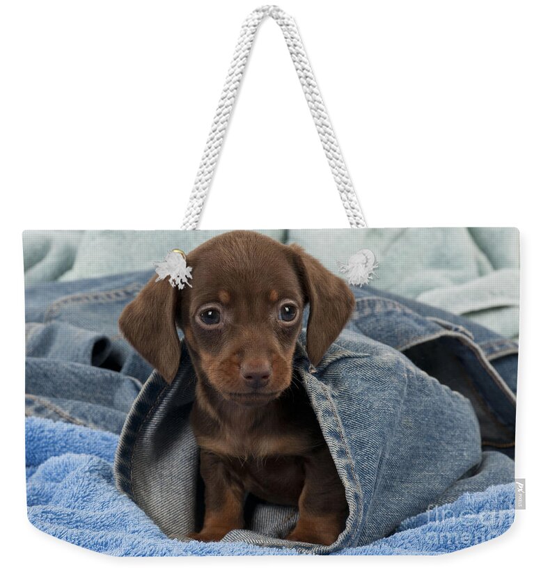 Dachshund Weekender Tote Bag featuring the photograph Dachshund Puppy Dog #2 by John Daniels