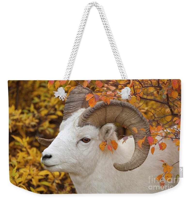 00440933 Weekender Tote Bag featuring the photograph Dalls Sheep Ram in Denali by Yva Momatiuk and John Eastcott