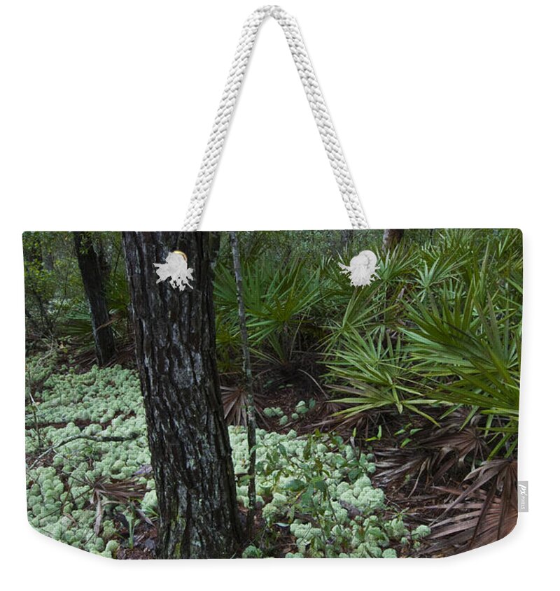 Nature Weekender Tote Bag featuring the photograph Deer Lichen #1 by William H. Mullins
