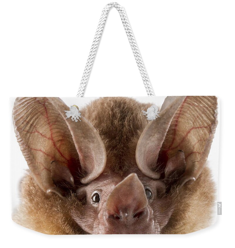 Feb0514 Weekender Tote Bag featuring the photograph Dorbignys Round-eared Bat Suriname #1 by Piotr Naskrecki