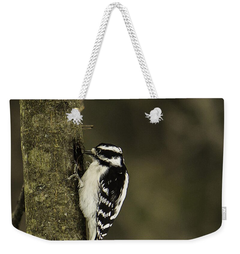 Downy Weekender Tote Bag featuring the photograph Downy Woodpecker by Brad Marzolf Photography