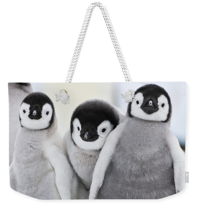 Emperor Penguin Weekender Tote Bag featuring the photograph Emperor Penguin Chicks #1 by Jean-Louis Klein and Marie-Luce Hubert