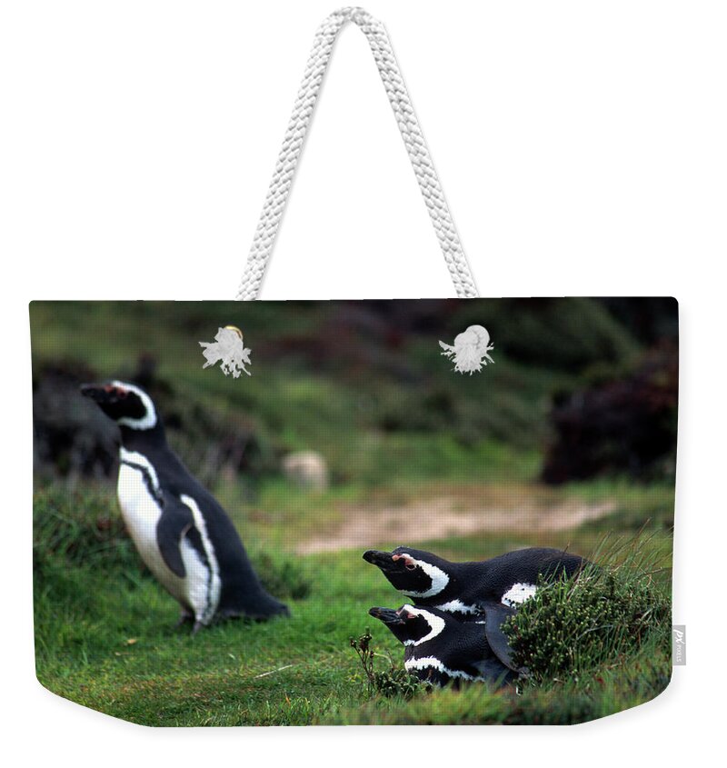 Antarctic Weekender Tote Bag featuring the photograph Falkland Islands Penguins #1 by Kevin Moloney