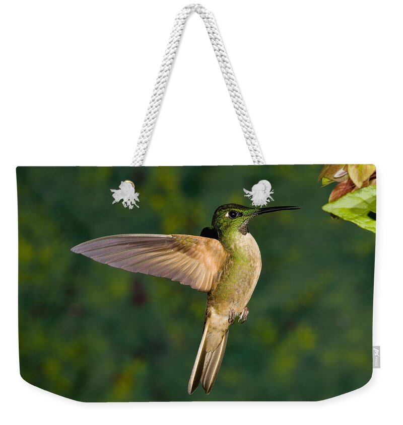 Feb0514 Weekender Tote Bag featuring the photograph Fawn-breasted Brilliant Hummingbird #1 by Tom Vezo