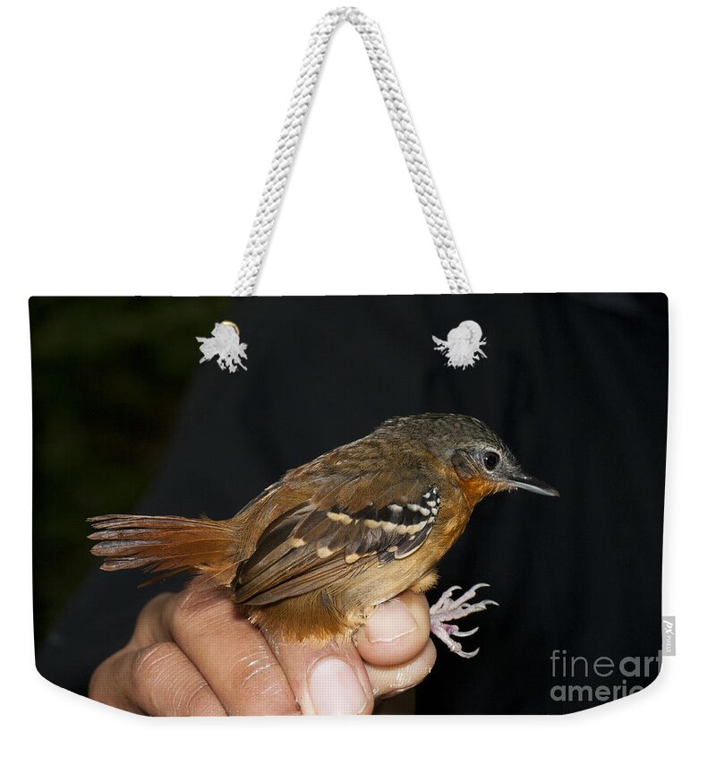 Passeriformes Weekender Tote Bag featuring the photograph Female Chestnut-tailed Antbird #1 by William H. Mullins