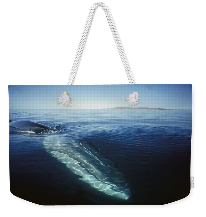 Feb0514 Weekender Tote Bag featuring the photograph Fin Whale In Sea Of Cortez #1 by Tui De Roy