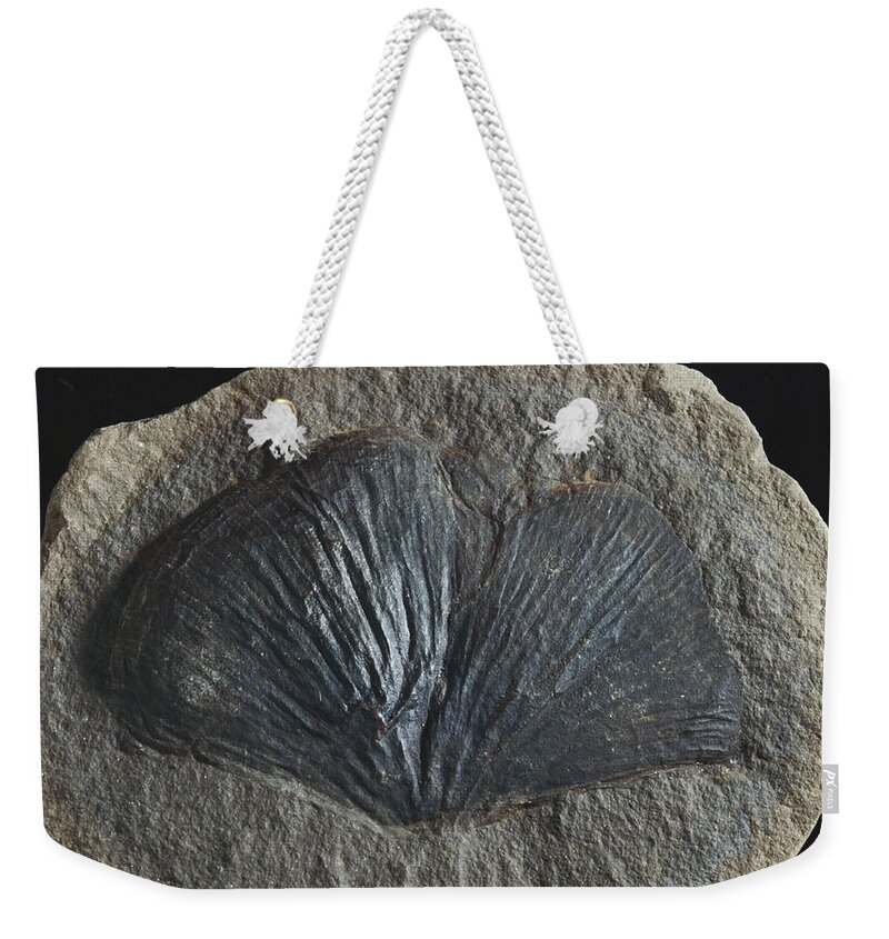 Cyclopteris Weekender Tote Bag featuring the photograph Fossil Seed Fern Leaf #1 by Louise K. Broman