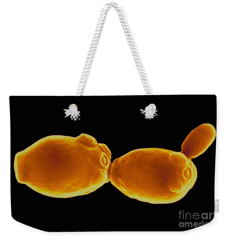 Color Enhanced Weekender Tote Bag featuring the photograph Fungus, Candida Albicans, Sem #1 by Stem Jems