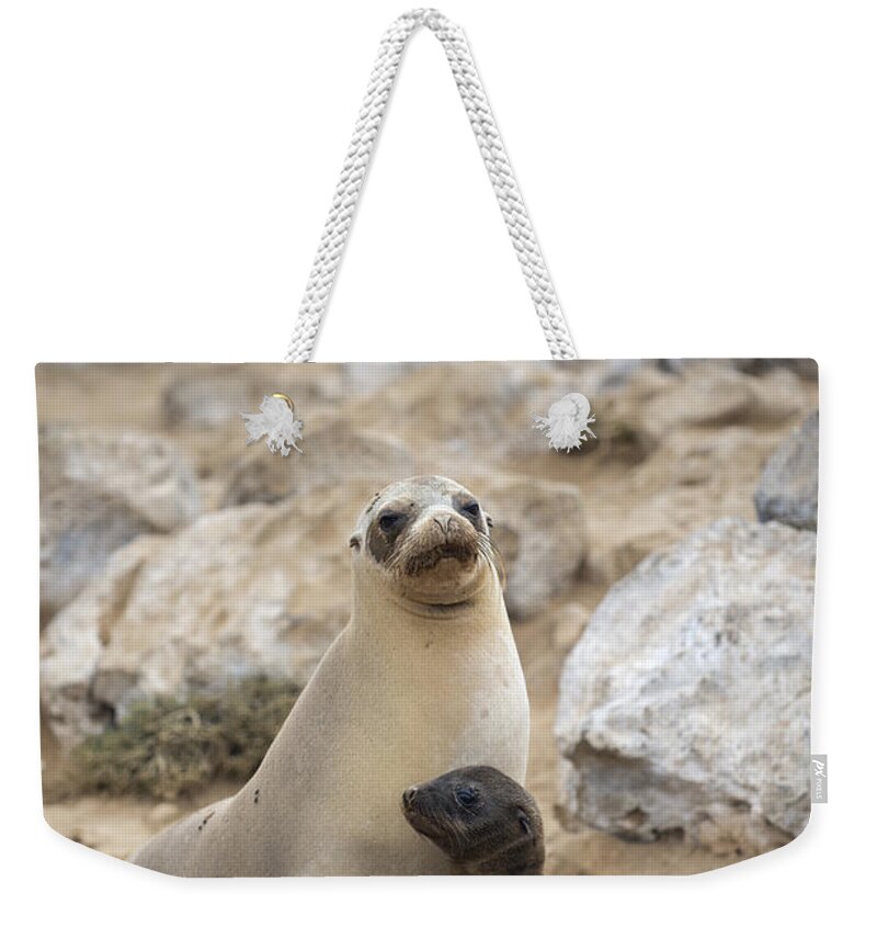Tui De Roy Weekender Tote Bag featuring the photograph Galapagos Sea Lion And Pup Champion by Tui De Roy