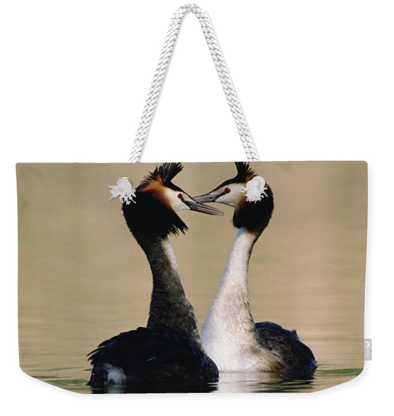 00193666 Weekender Tote Bag featuring the photograph Great Crested Grebes Courting #2 by Konrad Wothe